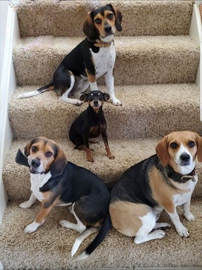 BeagleTrio profile photo 2