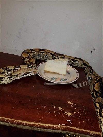 Mr. Cakes & Snake profile photo 2