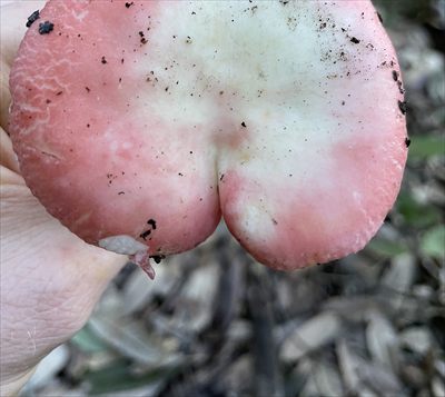 OnlyFungi profile photo 2
