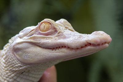 Westley profile photo 2