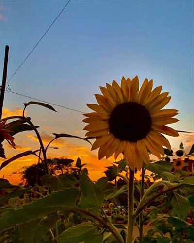 noah_farmer profile photo 2
