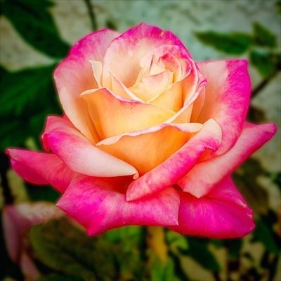 Miss Ally Rose profile photo 2