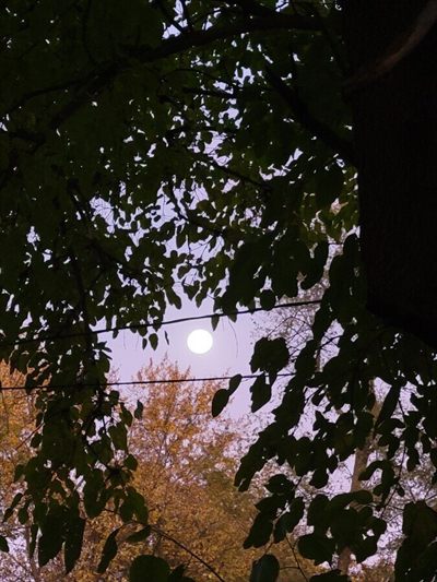 Space of wolF profile photo 2