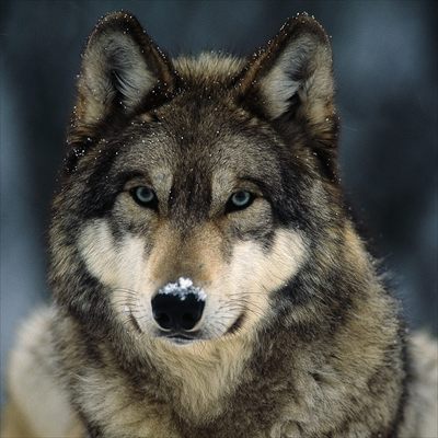 TheDarkWolf