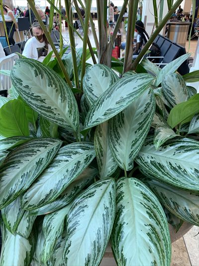 Only Plants profile photo 2