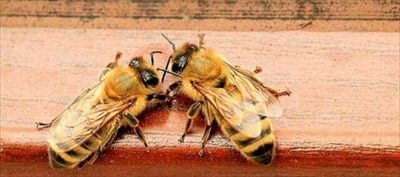 Petiteabeille🐝 profile photo 2