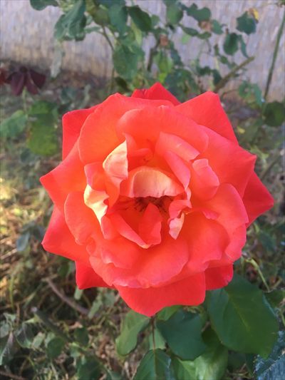 ❤️🦋Lala🦋❤️ profile photo 2