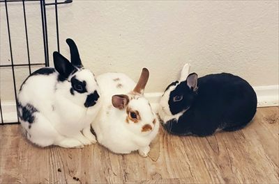 🌈Bunny Oasis🐇🌴 profile photo 2