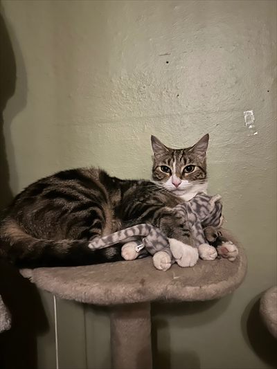 kitten girl