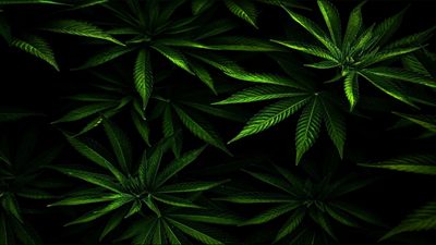 Feet&amp;Weed profile photo 2