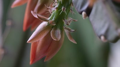 Dendrite profile photo 2