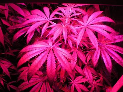 indica profile photo 2
