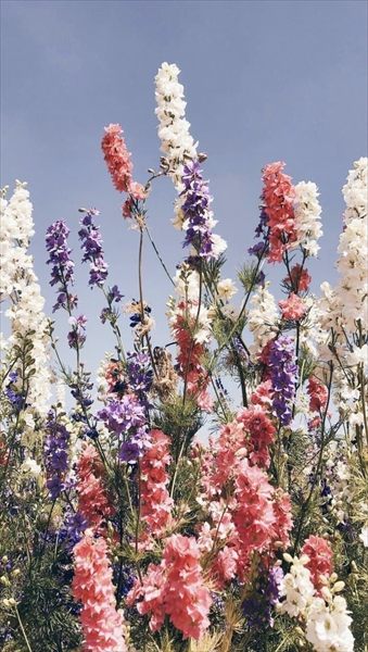 Delphinium profile photo 2