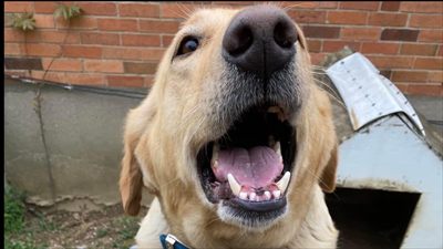DaisyDog profile photo 2