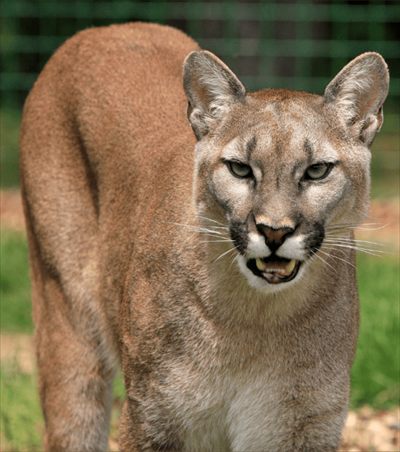 Puma