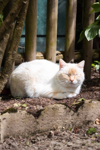 Neko_Nathy profile photo 2