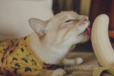 Honey Bunchess profile photo 2