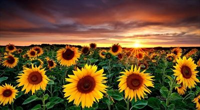 Sunyflower🌻 profile photo 2