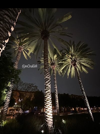 mOral Gift ☀️🌴 profile photo 2