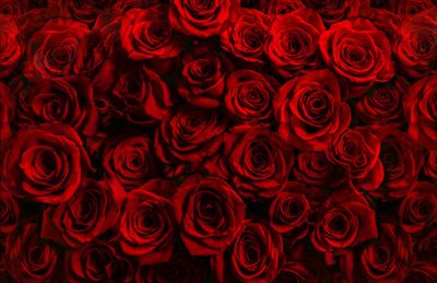 Lilly Rose 🌹 profile photo 2