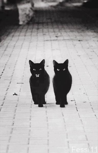 EbonyCat profile photo 2