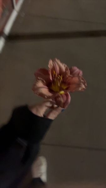 Cherrylov profile photo 2