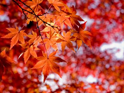 AutumnWitch profile photo 2