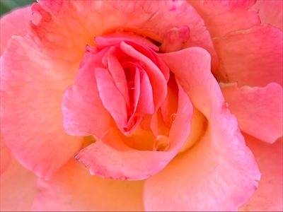 Goddess Rose profile photo 2