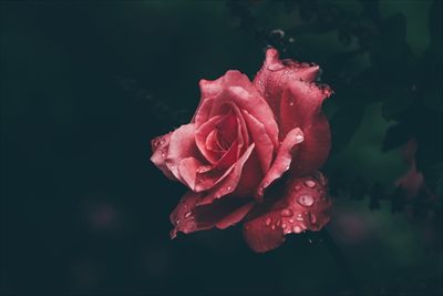 Ashlijana profile photo 2