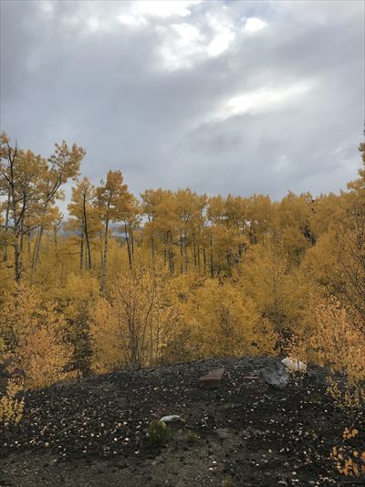 Autumn profile photo 2