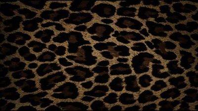 LeonaLionheart🦁 profile photo 2