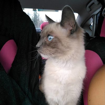 Milo Mittens