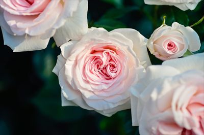 Charlote rose profile photo 2
