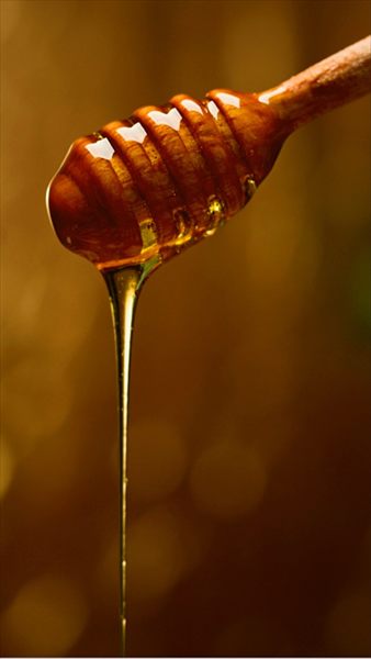 Honey profile photo 2